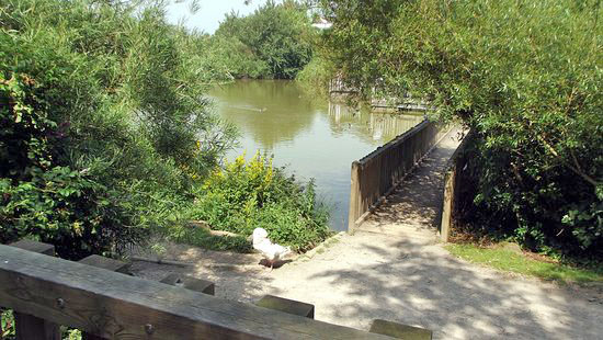 etang-amenage.jpg